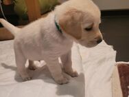 Goldador/Labrador Retriever/Golden Retriever - Markkleeberg