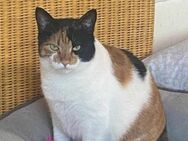 Liebe Lina B sucht ein Zuhause als Einze - Margetshöchheim