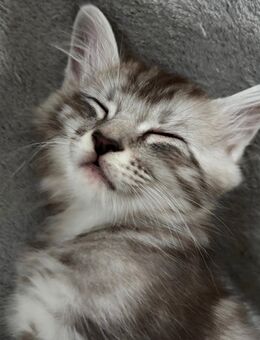 Maine Coon/ Ragdoll Kitten - Sinntal