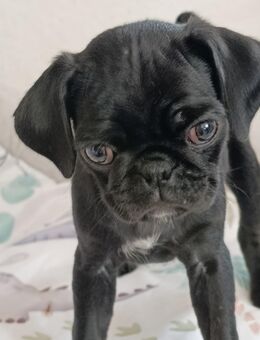 Kleiner Mops sucht seinen Kuschel Platz - Hartha