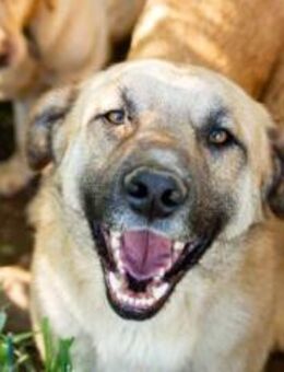 Freundlicher und lebensfroher Abruzzo - München