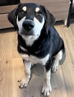 Familie für Peppino gesucht - Bissingen