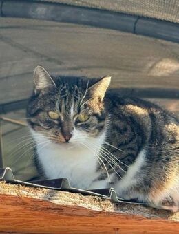 🆘 Smiley sanfter Tigerkater 🆘 - Eislingen (Fils)