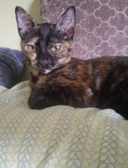 BELLA Kleine Schönheit sucht ihr Glück - Bad Camberg