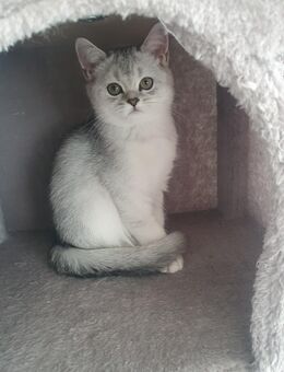 BKH Kitten 2 Kater black tabby silver shaded - Heiligenhaus