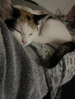 Kleine Katze abzugeben - Nordhalben