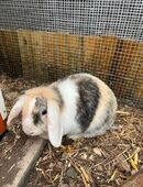 Zwergkaninchen sucht neues Zuhause in 81827