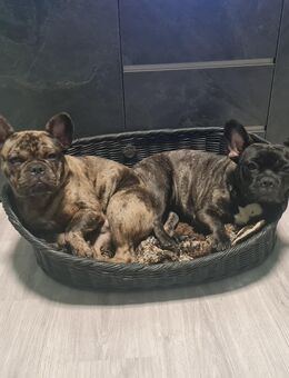 Französische Bulldoggen - Altentreptow