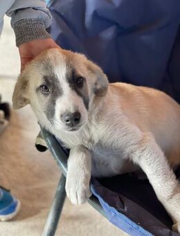 Luna die Knutschkugel - Alfdorf