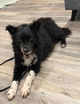 Nana sucht ihr Zuhause - Neuss