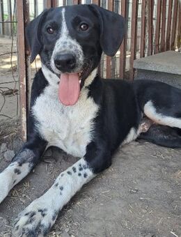 Süßer Leni sucht seine Familie - Weilheim (Oberbayern)