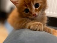 Maine Coon kitten reinrassig - Alsbach-Hähnlein