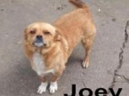 Joey - kleiner lieber Schatz ohne Heim - Berlin