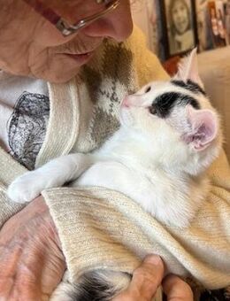 Zuckersüßes Zeitkaterli sucht Anschluss - Esslingen (Neckar)