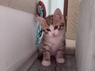 4 süße Kitten Katzenbabys suchen neues Zuhause - Bergheim (Nordrhein-Westfalen)