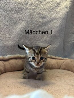 XXL Maine Coon Britisch Kurzhaar Kitten - Wartmannsroth