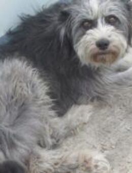 Roya war unerwünscht 🐾 - Elsdorf (Nordrhein-Westfalen)