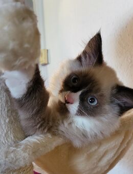 Sibirische Kitten,Neva Masquarade Babykatzen - Aachen
