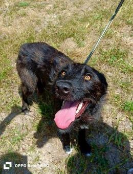 Unsere ROSEANNE❤️ eine tolle Begleiterin - Fahrenzhausen