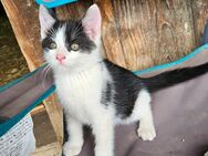 Kleiner Kater sucht neues Zuhause - Kirchheim (Teck)