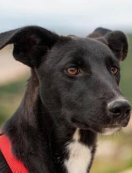 Flöckchen sucht ein liebevolles Zuhause - München