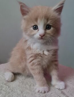 4 Maine coon Jungs - Olbernhau