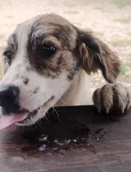 Mila 🥰 sucht ihre Menschen - Winsen (Aller)