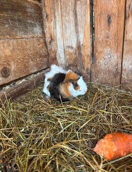 Meerschweinchen Böcke - Wandlitz