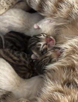 Wunderschöne Bengal Kitten – geboren am 08.07.2025 – jetzt zur Reservierung - Grevenbroich Zentrum