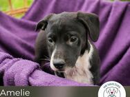 Amelie: Hundekind sucht ein Zuhause - Kirchzell