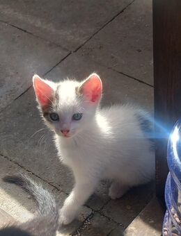 Kitten Kater - Gumtow