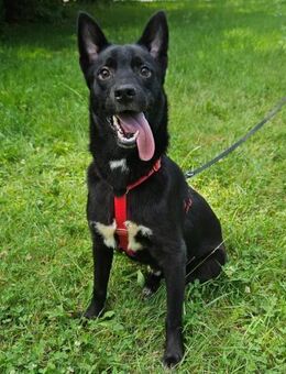 Vedran - Süßer Kerl mit großem Herzen - Obertshausen
