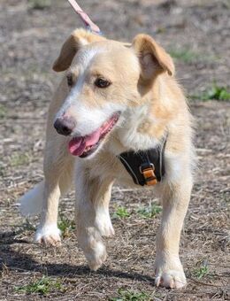 Bandit, ein ruhiger Geselle - Brunstorf