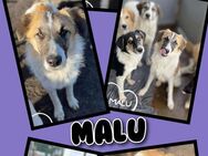 Hübscher Malu möchte ausreisen! - Nürnberg