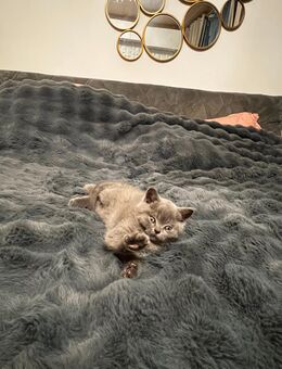 BritischKurzhaar kleine junge mit Stammbaum - Nordhausen Petersdorf