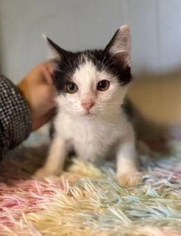 Dorothy süßes verspieltes Katzenmädel - Unterföhring