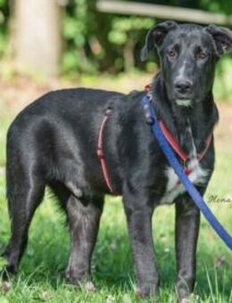 Pico sucht ein Zuhause - Neuss