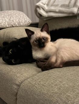 Unzertrennliche 2 Katzen ladies abzugeben - Hagen (Stadt der FernUniversität) Dahl