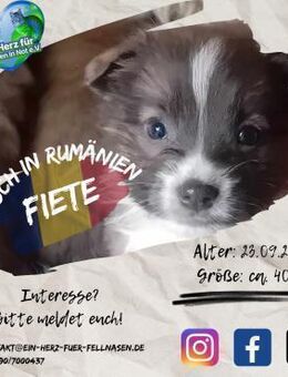 FIETE - ein ganz ausgebuffter Kerl - Waakirchen