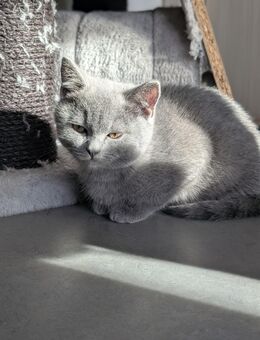 💙 Drei BKH Jungs suchen liebevolles Zuhause 🏡 - Nürnberg