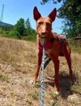 NICKI ❤️ zerbrechlich, leise, tapfer - Fahrenzhausen