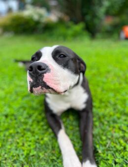 Typvolle American Bully XL Hündin (14 Monate) mit Charm sucht Zuhause mit Herz - Rehfelde