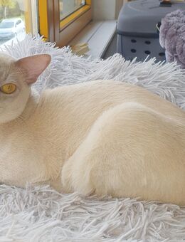 Burma Deckkater mit Stammbaum - Bad Schwalbach