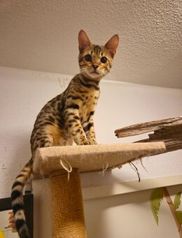 Reinrassige bengal kitten mit stammbaum - Freiburg (Breisgau)