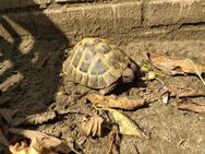 Griechische Landschildkröte mit gültigen Papieren. Männlich - Rietberg