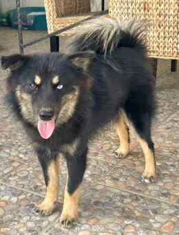 TAIS- KLEINE SEELE,GROSSES HERZ - Algermissen