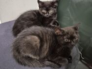 BKH Kitten sucht liebevolle Zuhause - Hamburg