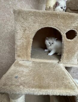 Noch 1 bkh kitten übrig - Gelsenkirchen