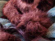 Maine Coon Mädchen - Northeim