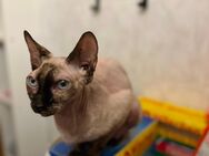 Wunderschöne Katze Canadian Sphinx - Berlin Marzahn-Hellersdorf